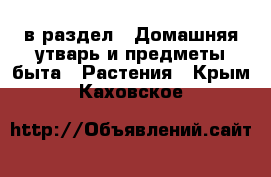  в раздел : Домашняя утварь и предметы быта » Растения . Крым,Каховское